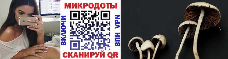 сколько стоит  Шацк  Псилоцибиновые грибы Cubensis 